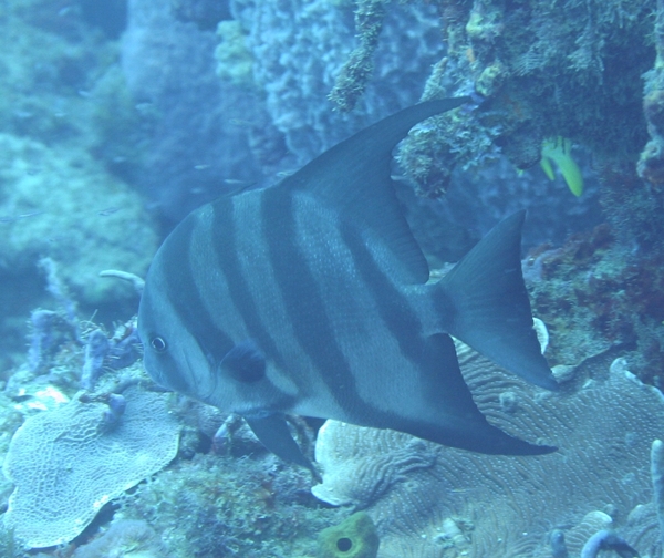 Spadefish - Atlantic Spadefish