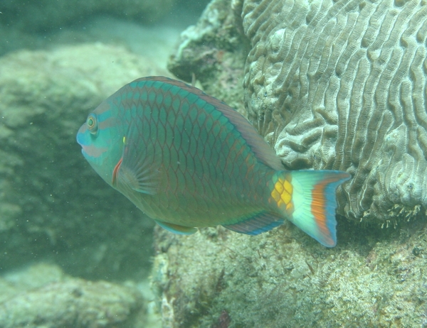 Parrotfish - Stoplight Parrotfish