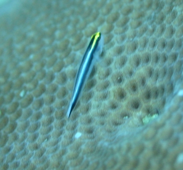 Gobies - Sharknose Goby
