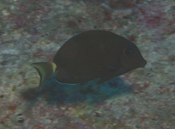 Surgeonfish - Orange-socket Surgeonfish