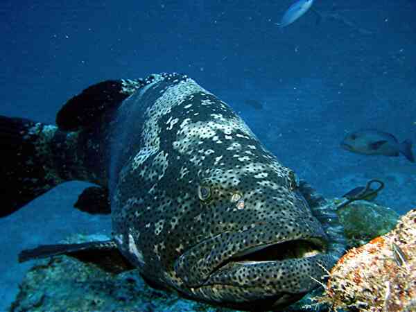 Groupers - Marbled Grouper