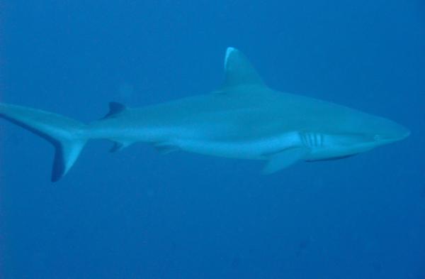 Sharks - Grey Reef Shark