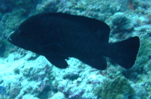 Groupers - Redmouth Grouper