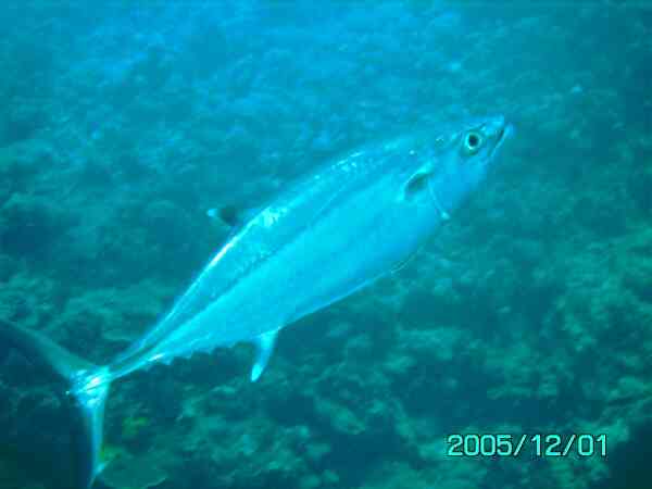 Tunas - Dogtooth Tuna