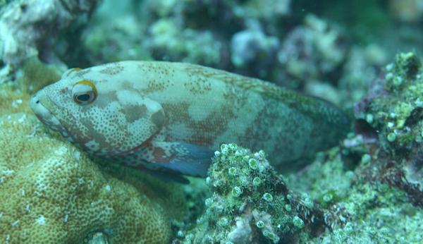 Groupers - Leopard Hind