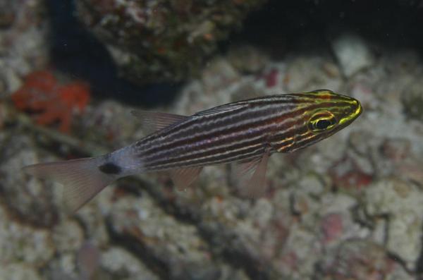 Cardinalfish - Fiveline Cardinalfish