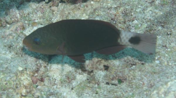 Parrotfish - Bullethead parrotfish