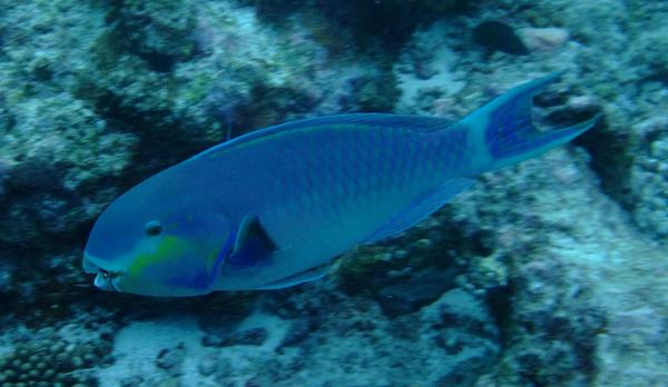Parrotfish - Indian Ocean Steephead Parrotfish