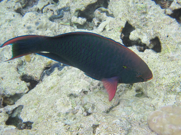 Parrotfish - Swarthy Parrotfish