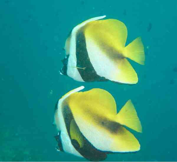 Butterflyfish - Masked Bannerfish