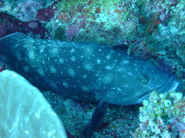Groupers - Whitespotted Grouper