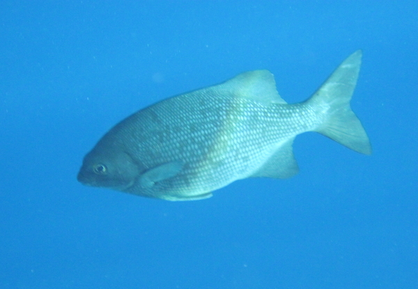 Rudderfishes - Grey Rudderfish
