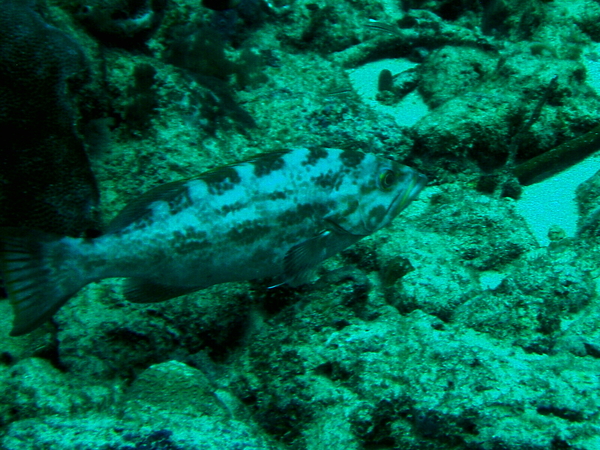 Seabasses - Yellowmouth Grouper