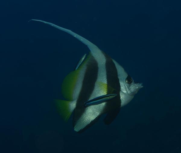 Butterflyfish - Schooling Bannerfish