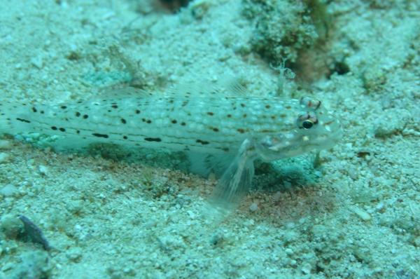 Gobies - Decorated goby