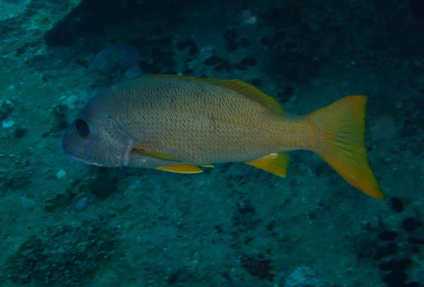 Snappers - One-spot Snapper