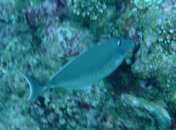 Surgeonfish - Humpback unicornfish