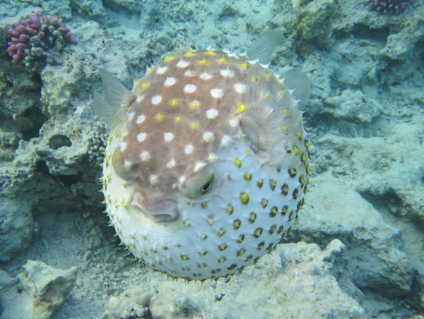 Porcupinefish - Spotbase Burrfish