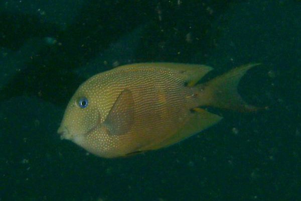Surgeonfish - Twospot bristletooth