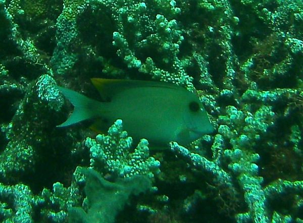 Surgeonfish - Orangetip bristletooth