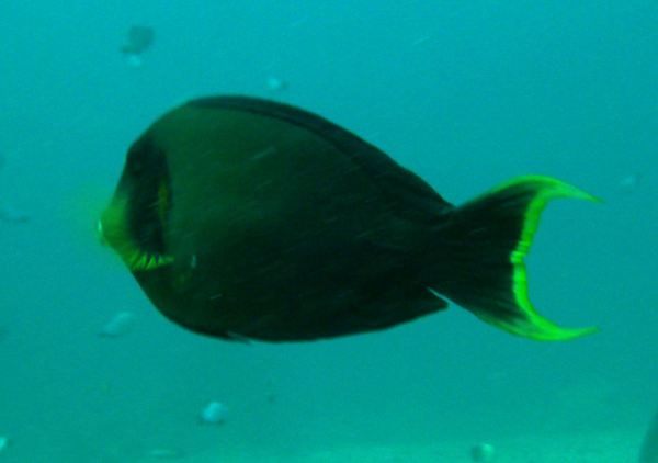 Surgeonfish - Mimi Surgeonfish