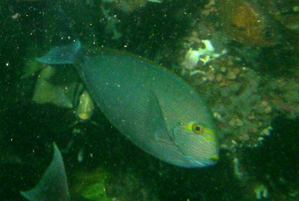 Surgeonfish - Yellowmask Surgeonfish