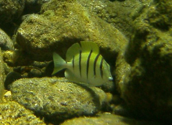 Surgeonfish - Convict Surgeonfish