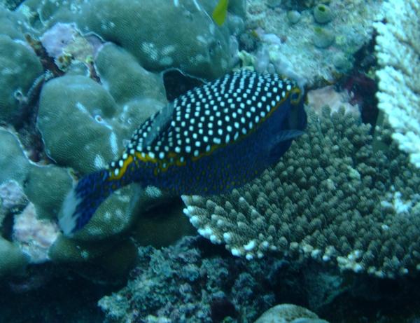 Trunkfish - Whitespotted Boxfish