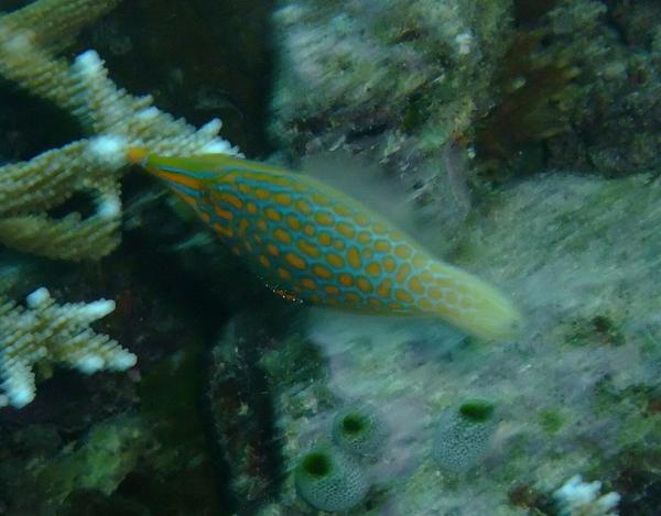 Filefish - Harlequin filefish