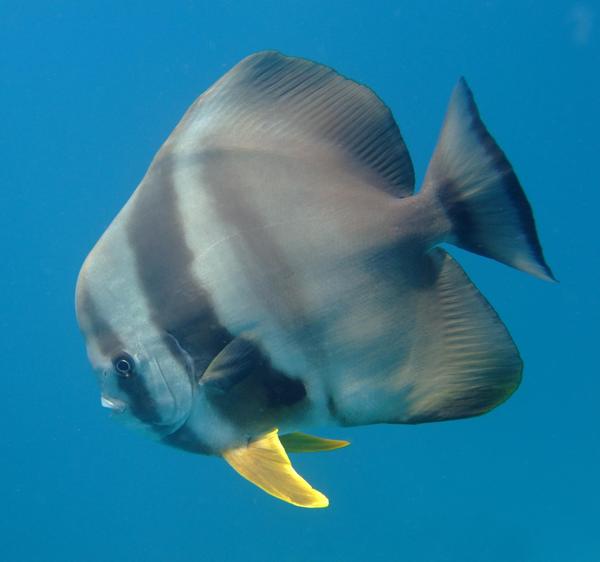 Spadefish - Longfin Spadefish