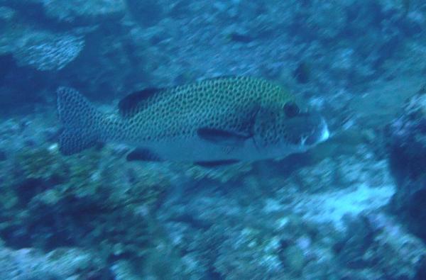 Grunts - Many-spotted Sweetlips