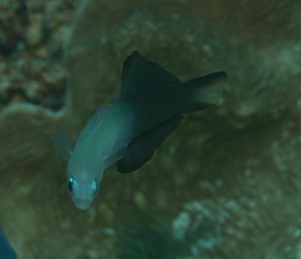 Dartfish - Blackfin Dartfish