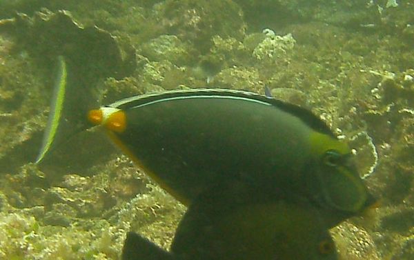 Surgeonfish - Orangespine unicornfish