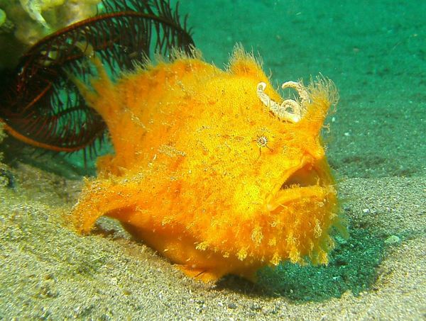 Frogfish - Striated Frogfish
