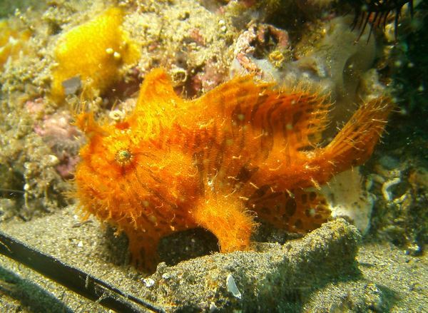 Frogfish - Striated Frogfish