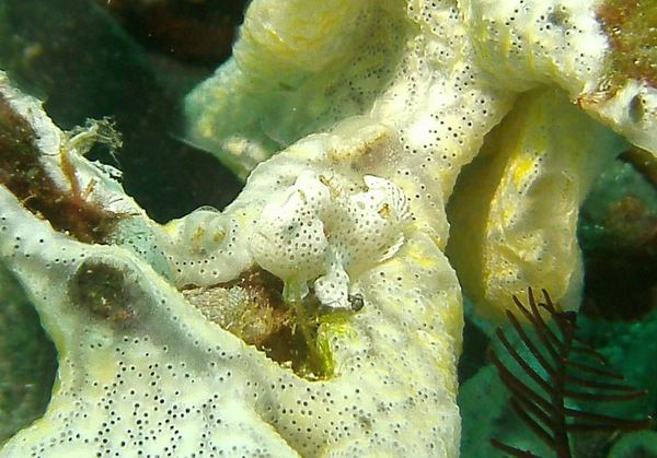Frogfish - Painted Frogfish
