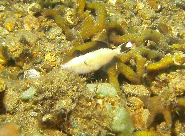 Triggerfish - Flagtail Triggerfish