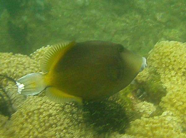 Triggerfish - Flagtail Triggerfish