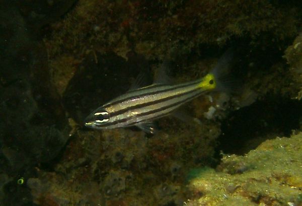 Cardinalfish - Toothy Cardinalfish