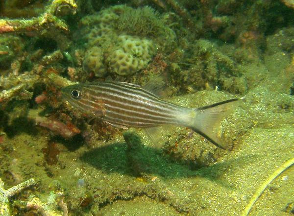 Cardinalfish - Tiger Cardinalfish