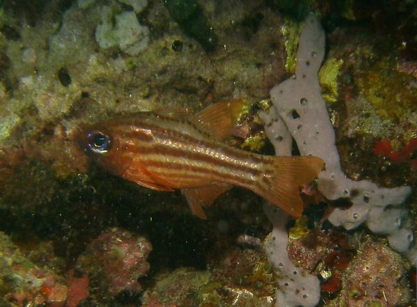 Cardinalfish - Split-banded Cardinalfish