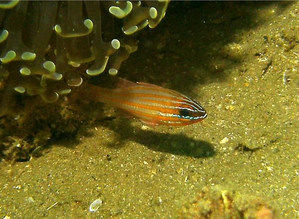 Cardinalfish - Yellow-striped Cardinalfish