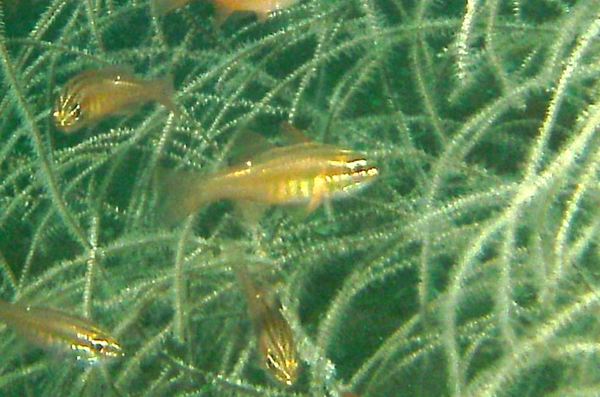 Cardinalfish - Moluccan Cardinalfish