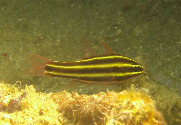 Cardinalfish - Blackstripe Cardinalfish
