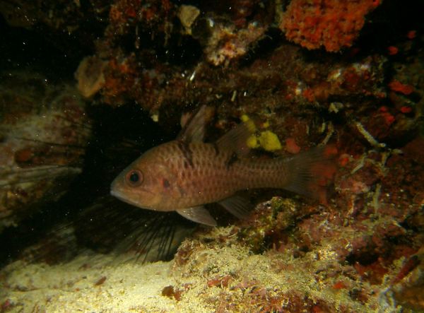 Cardinalfish - Threespot Cardinalfish