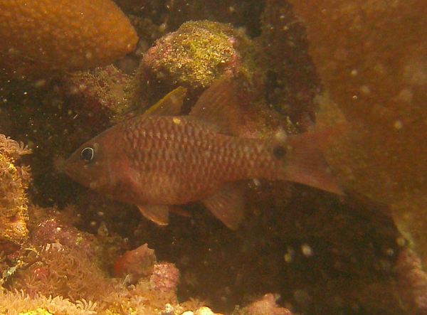 Cardinalfish - Iridescent Cardinalfish