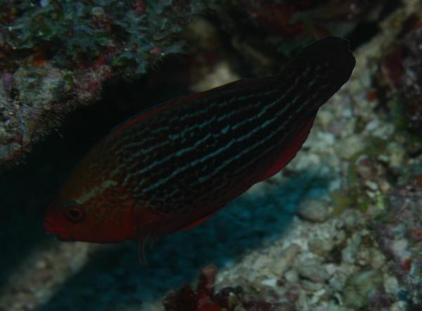 Parrotfish - Swarthy Parrotfish