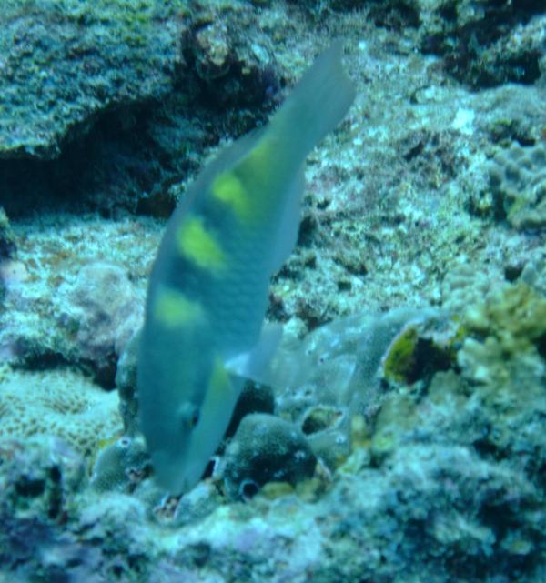 Parrotfish - Fivesaddle Parrotfish