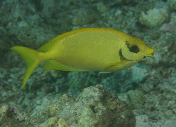 Rabbitfish - Blue-spotted Spinefoot