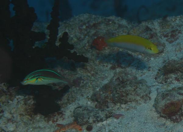 Wrasse - Blue-lined Wrasse